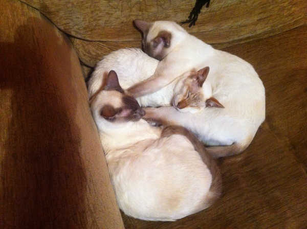 Westminstenders: What The Hell Happens Next?!