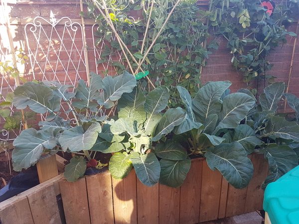 Can I grow broccoli from seed indoors?