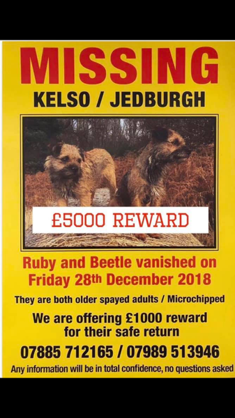 Missing dogs PLEASE HELP