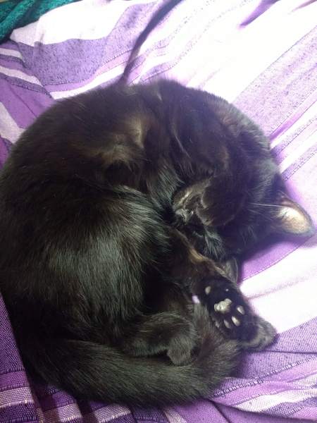 Fellow accidental cat owners, how did you end up with yours