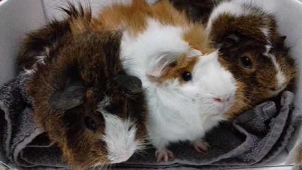 Mumsnet users share how their pet is part of the family with Animal Friends Insurance