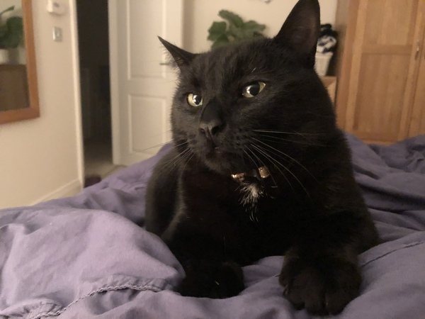 What's your DCat up to today? (Thread 7!)