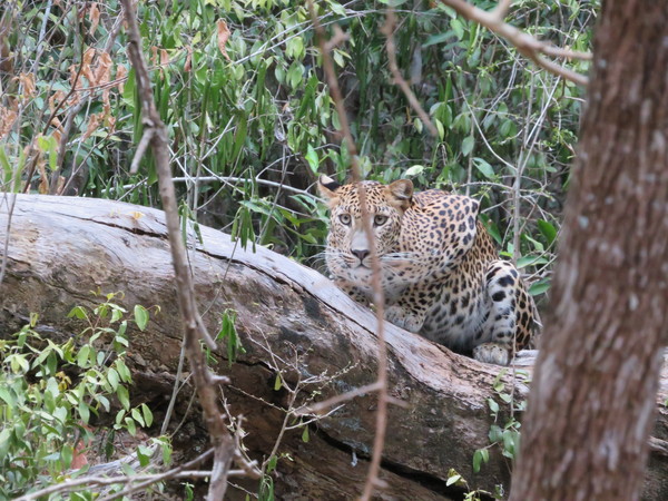 Sri Lanka