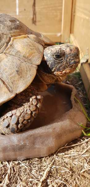 It’s a flipping tortoise!