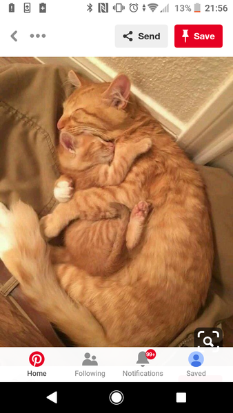 sleeping kitty