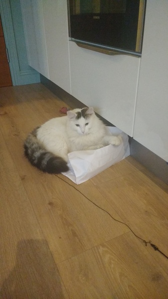 What's your DCat up to today? (Thread 7!)