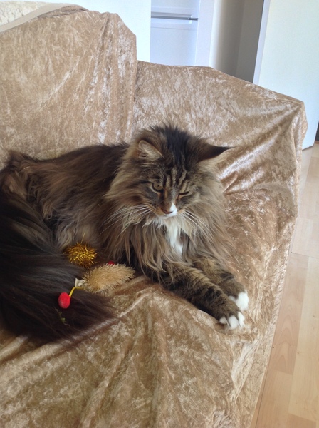 Can we have a pet photo thread? All welcome, furry, scaly, winged and more!
