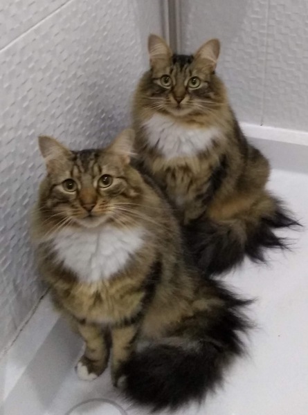 Westminsterenders: Don't Panic. Really Don't Panic. Honestly Don't Panic.