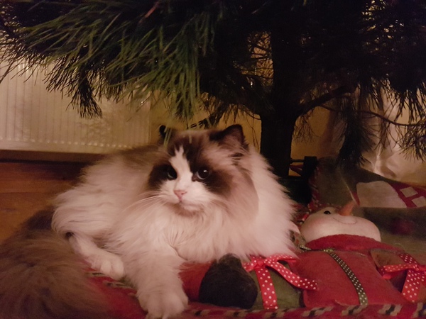 Westminsterenders: Don't Panic. Really Don't Panic. Honestly Don't Panic.