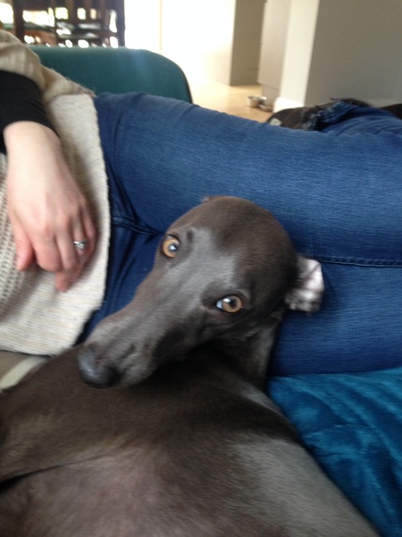 Please tell me about your Whippet's recall.