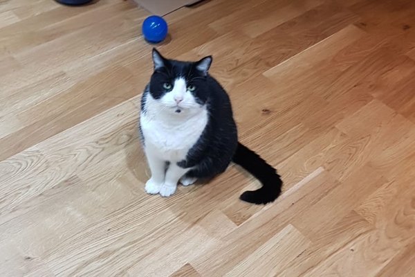 Adopting a feline friend- North London