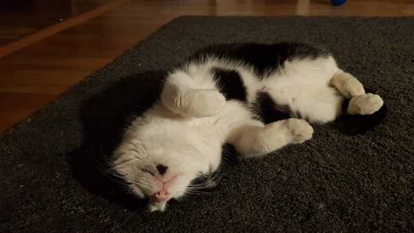 Adopting a feline friend- North London