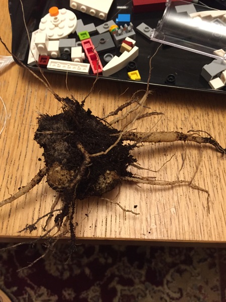 Dahlia help