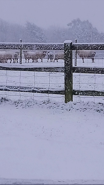 Snow watch winter 2018/19 part 2