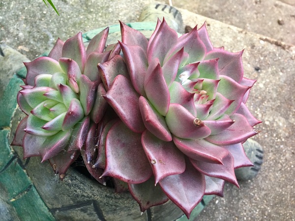 So what is this lovely red succulent (??) in my turtle?