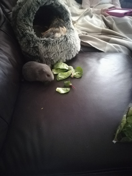 Can guinea pigs have a litter with two different fathers?