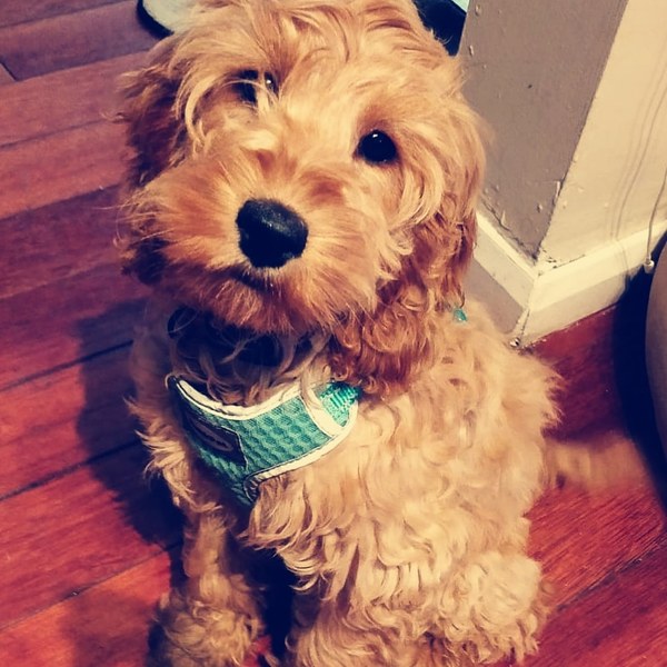Share dog photos