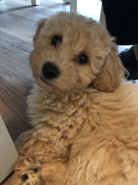 New puppy