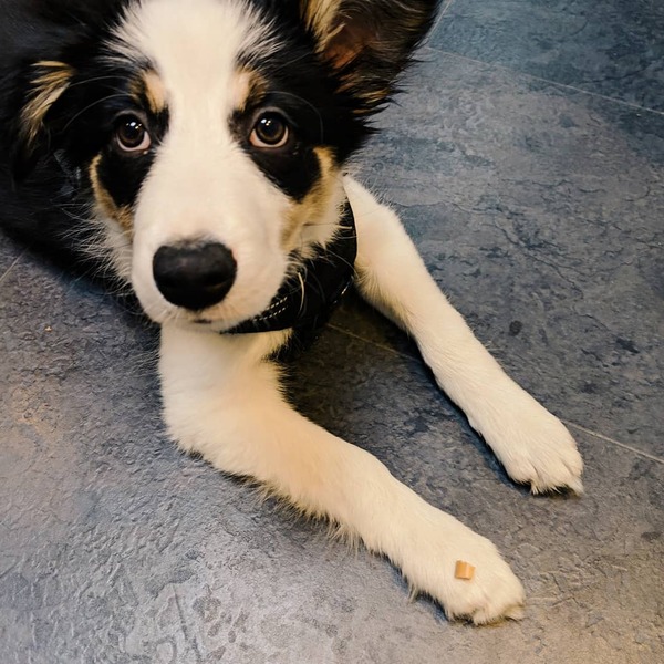 Please can we have a happy puppy achievement thread