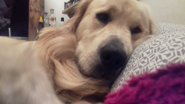 What type of dog would you recommend to us?