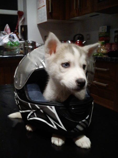 I know puppies aren't just for Christmas. I'm not daft.