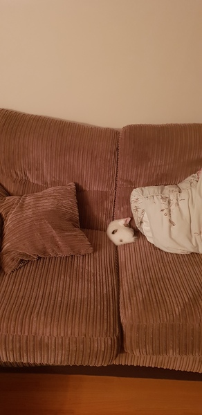 Help! Need a cat name!