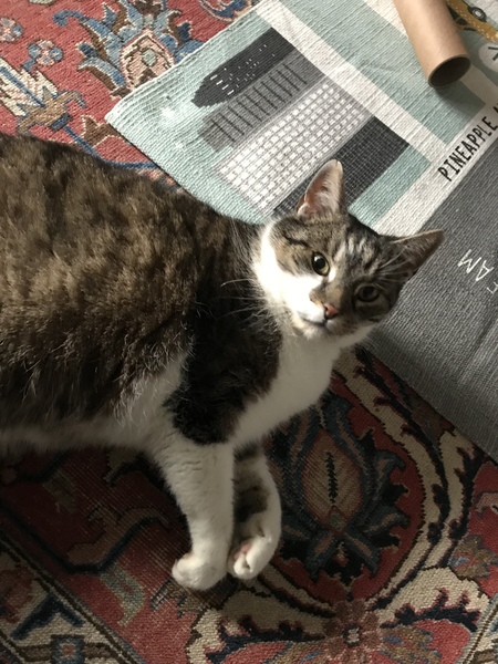 Cat we have rehomed hissing at us