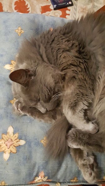 What's your DCat up to today? (Thread 7!)