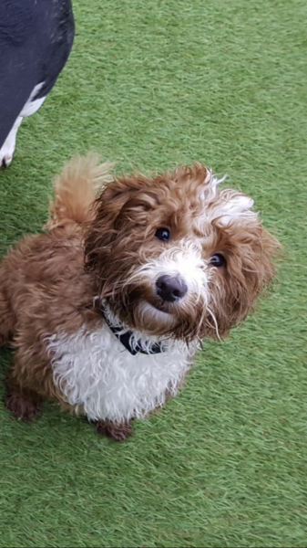 Share dog photos