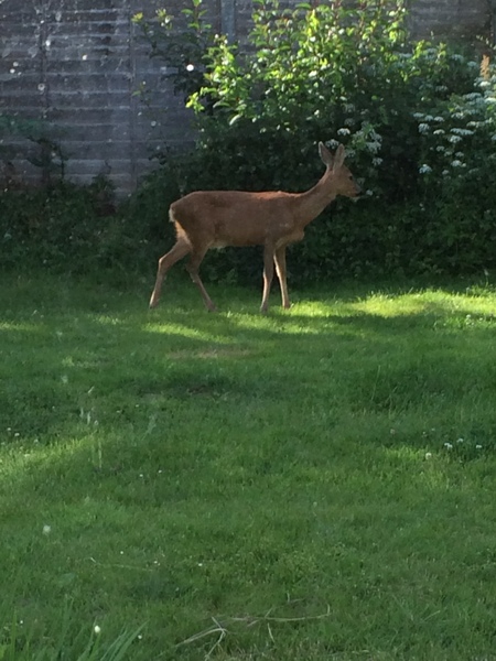 Weirdest Thing Found In Your Garden