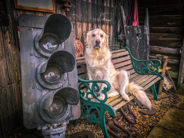 Share dog photos