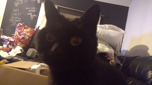 Can we have a pet photo thread? All welcome, furry, scaly, winged and more!