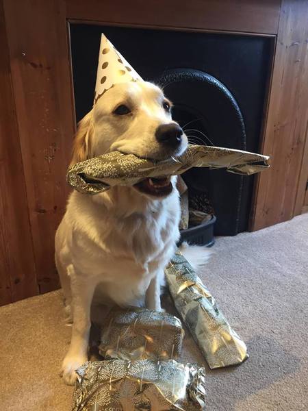 Mumsnet users share how their pet is part of the family with Animal Friends Insurance