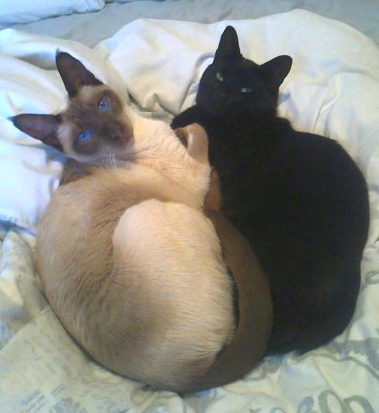 Westminsterenders: Don't Panic. Really Don't Panic. Honestly Don't Panic.