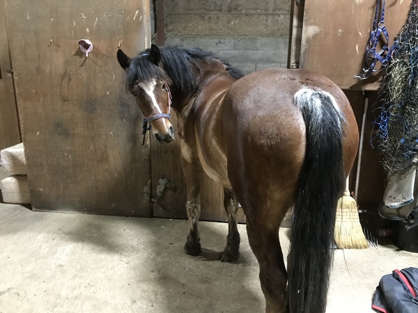 Can we have a pony picture thread?