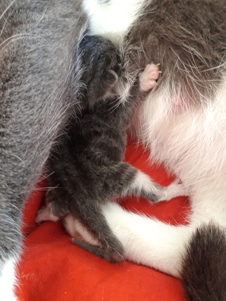 Cat in labour
