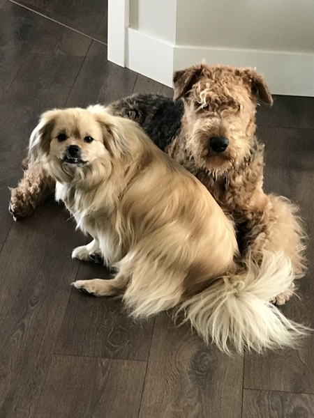 What breed of a dog is this?