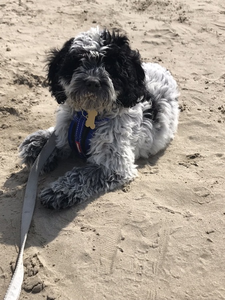 To take a 12 week old puppy camping