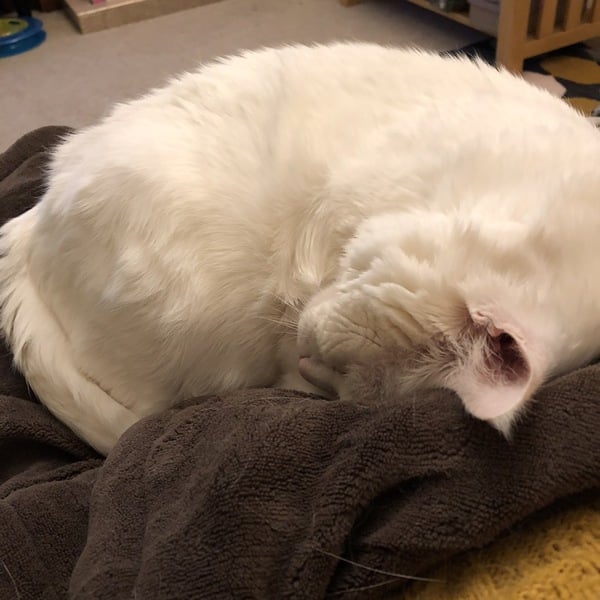 Rehoming cat questions please!