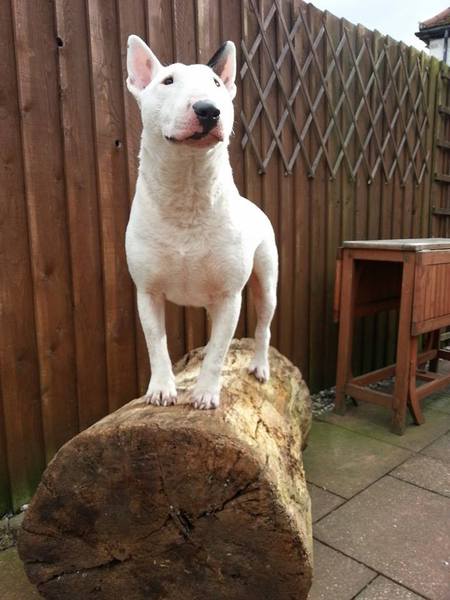 Share dog photos