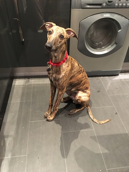 Over excitable whippet walks