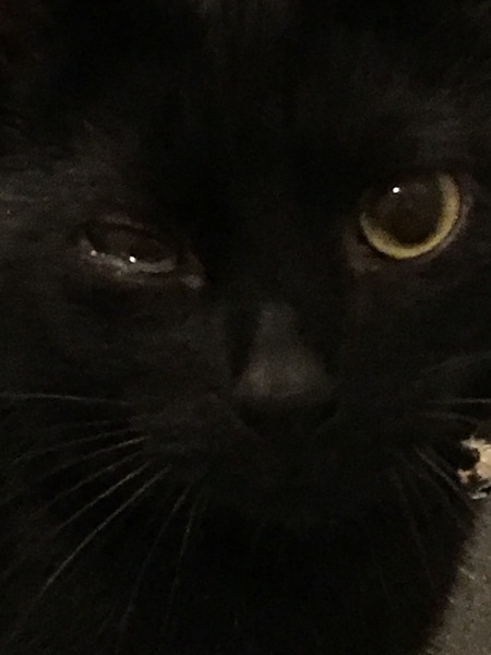 Cats poorly eyes urgent or not?