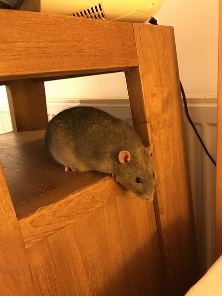 Can we have a pet photo thread? All welcome, furry, scaly, winged and more!