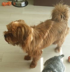 What breed is she?
