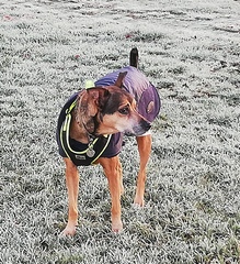 Daisy Goes to Rainbow Bridge