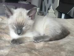 Help me name my new girl kitten - with pictures!