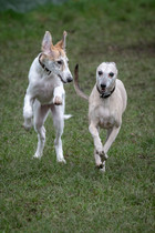 Mumsnet users share how their pet is part of the family with Animal Friends Insurance