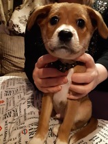 Mumsnet users share how their pet is part of the family with Animal Friends Insurance