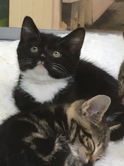 Westminsterenders: Don't Panic. Really Don't Panic. Honestly Don't Panic.