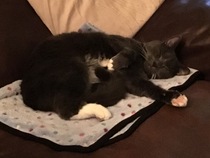 Rehoming cat questions please!
